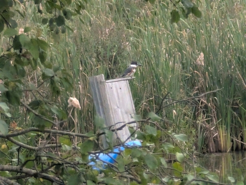 Belted Kingfisher