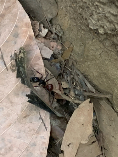 Giant Forest Ant