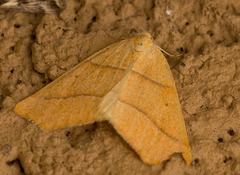 Destutia excelsa