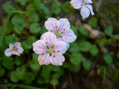 Erodium reichardii