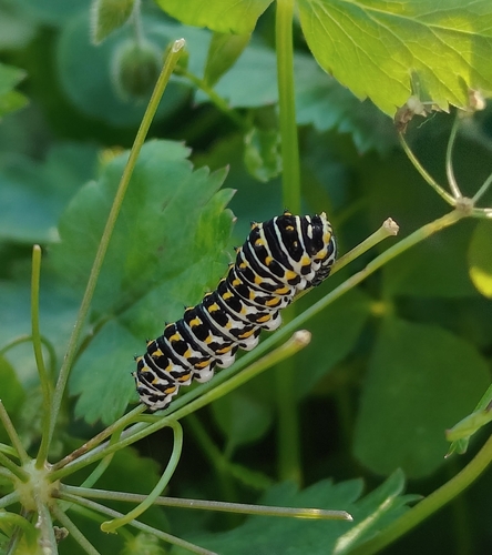 Old World Swallowtail
