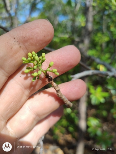 Xylocarpus moluccensis observed 2026-09-20