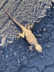 Sceloporus tristichus