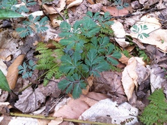 Dicentra