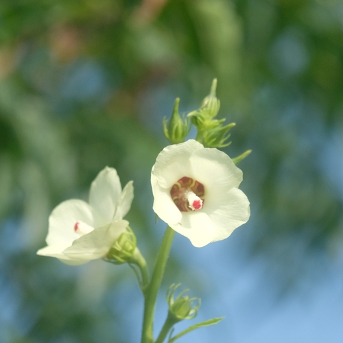 Abelmoschus manihot observed 2026-09-20