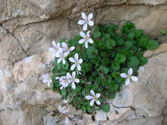 Erodium reichardii