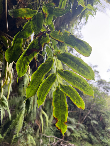 Coniogramme pilosa observed 2026-08-25