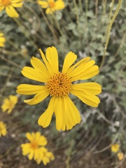 Encelia actoni