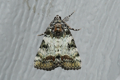 Catocala connubialis