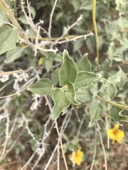 Encelia actoni