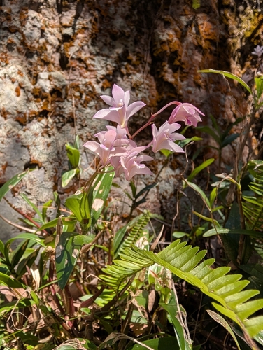 pink rock orchid
