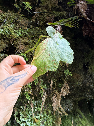 Hillebrandia sandwicensis observed 2026-08-25