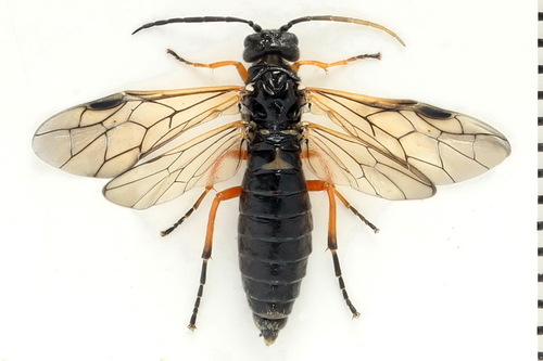 Apethymus apicalis