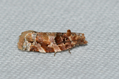 Argyrotaenia tabulana