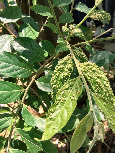 Glochidion philippicum observed 2026-09-20