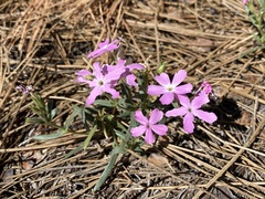 Phlox woodhousei