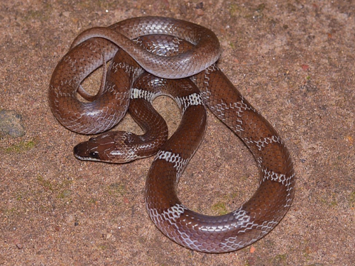 Indian Wolf Snake