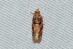 Argyrotaenia tabulana