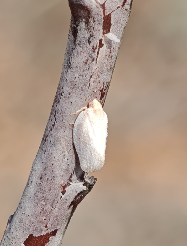 Phantia subquadrata