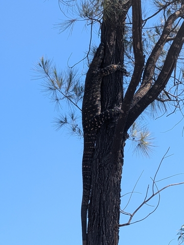 Lace Monitor