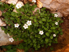 Erodium reichardii