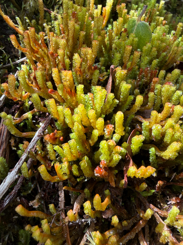 Cuspidatula robusta observed 2026-08-24