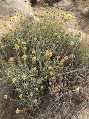 Encelia actoni