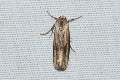 Crambodes talidiformis