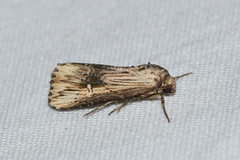 Crambodes talidiformis