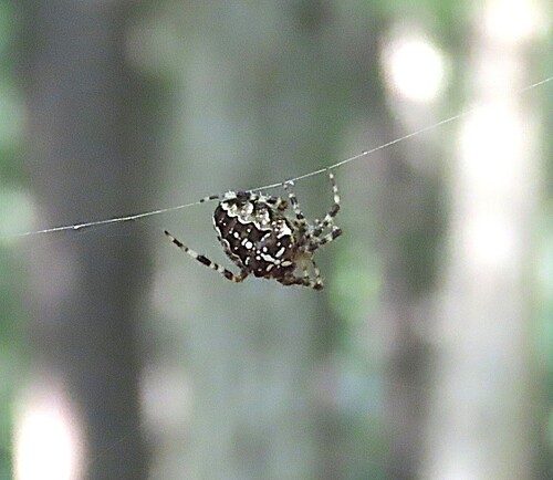 Cross Orbweaver