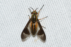 Chrysops vittatus