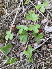 Fragaria vesca