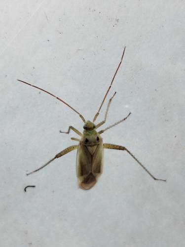 Alfalfa Plant Bug
