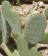 Opuntia laevis