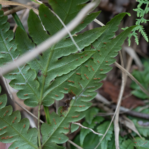 Japanese Chain Fern