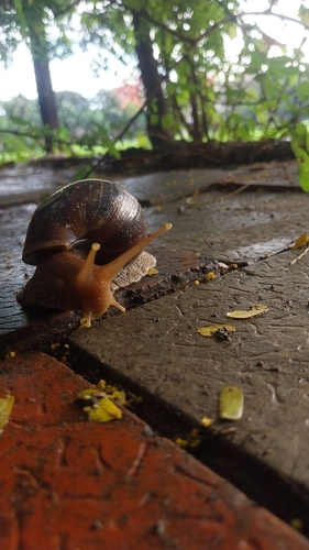 African Giant Snail