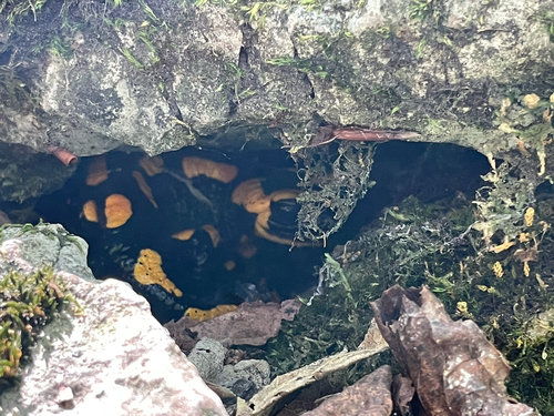 Fire Salamander