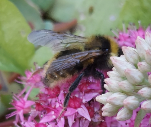 Field Cuckoo Bumble bee