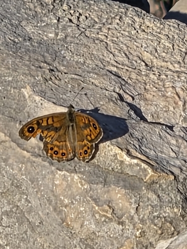 Wall Brown