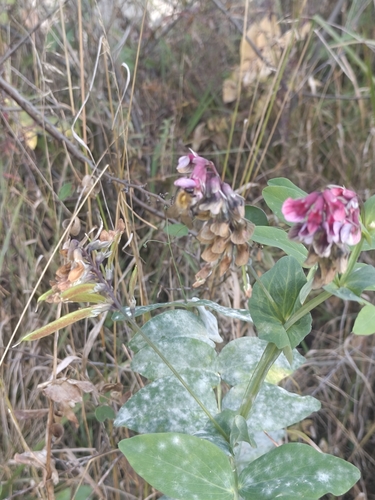 Lathyrus pisiformis, photograph 5