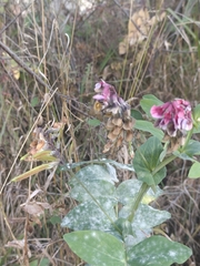 Lathyrus pisiformis, photograph (c) Евгений Маринкин, some rights reserved (CC BY)
