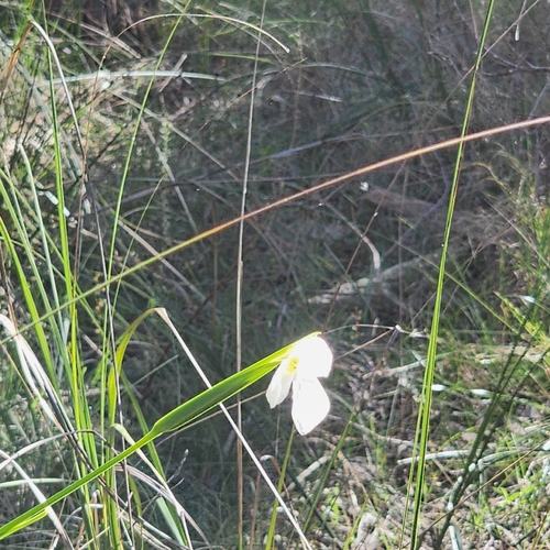 Diplarrena moraea, photograph 6