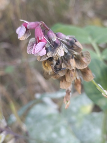 Lathyrus pisiformis, photograph 6