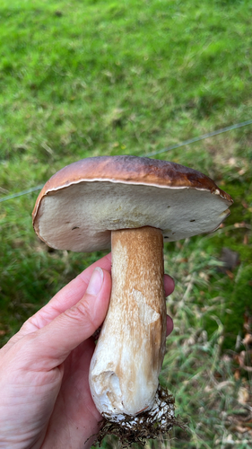 King Bolete