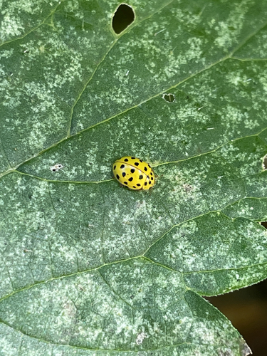 22-spot Ladybird
