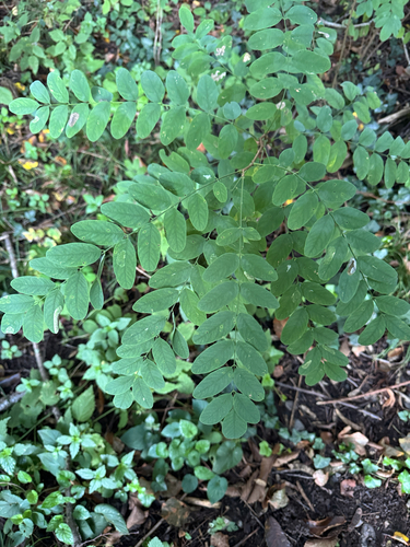 black locust