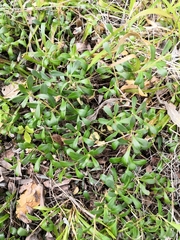 Arctostaphylos uva-ursi