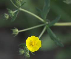 Potentilla chrysantha