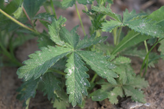 Potentilla chrysantha