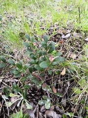Arctostaphylos uva-ursi
